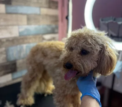 todis-grumingi-o-todds-grooming 2