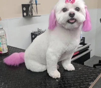 todis-grumingi-o-todds-grooming 4