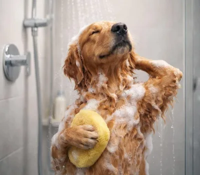 todis-grumingi-o-todds-grooming 8