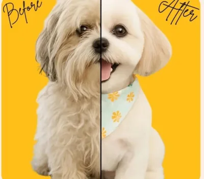 todis-grumingi-o-todds-grooming 11