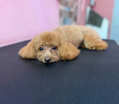 todis-grumingi-o-todds-grooming 15