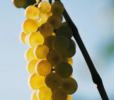 winecellar-mitra-o-mitras-marani 3
