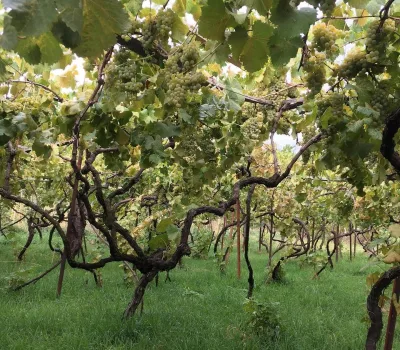 winecellar-mitra-o-mitras-marani 5