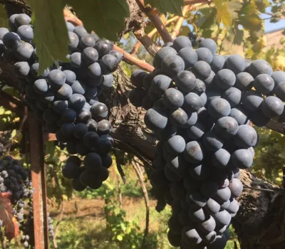 winecellar-mitra-o-mitras-marani 6