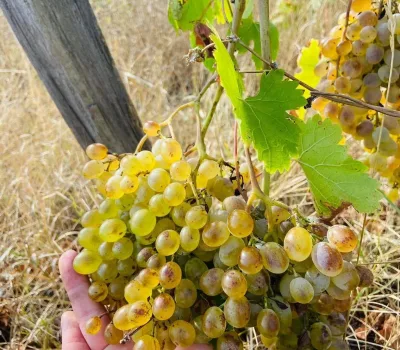 td-winery-o-tengo-dvalishvilis-marani 15
