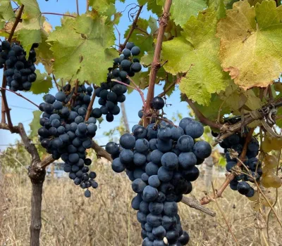 td-winery-o-tengo-dvalishvilis-marani 16