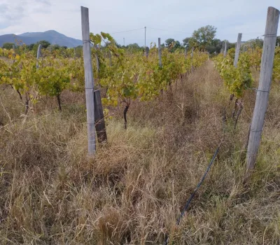 td-winery-o-tengo-dvalishvilis-marani 20