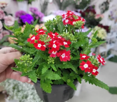 flora-ville-plora-vile 2