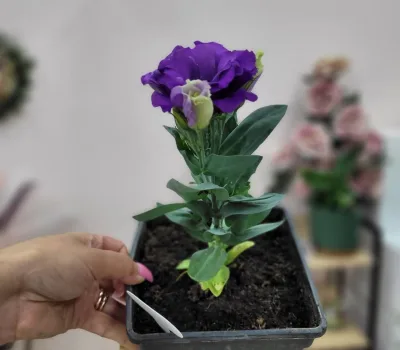 flora-ville-plora-vile 5